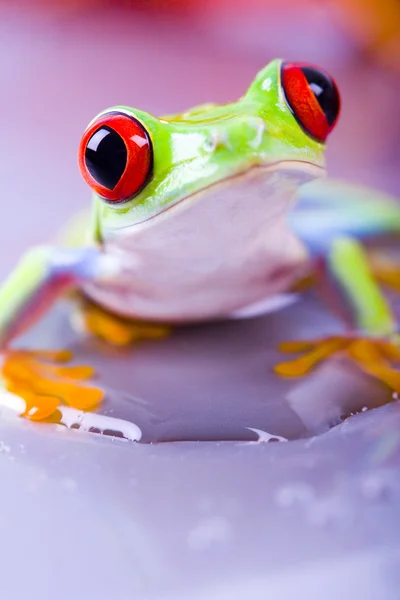 Red eye frog — Stock Photo, Image