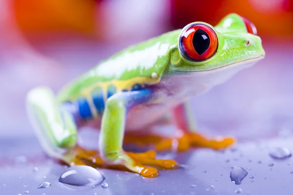 Rana de ojos rojos — Foto de Stock