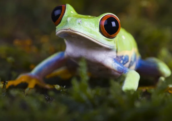 Röda ögon groda — Stockfoto