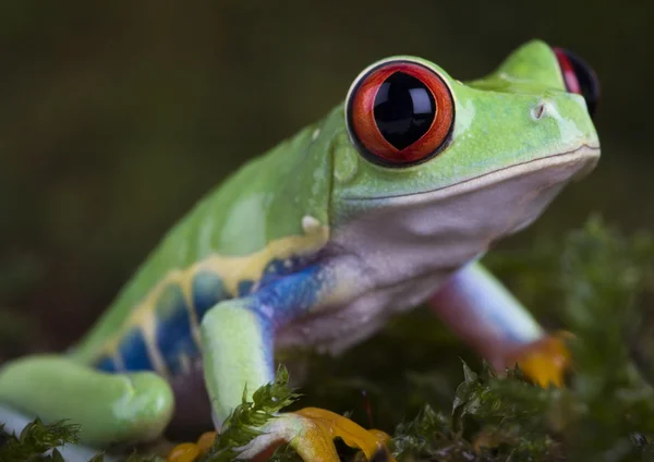 Red-eyed tree frog — Stock Photo, Image