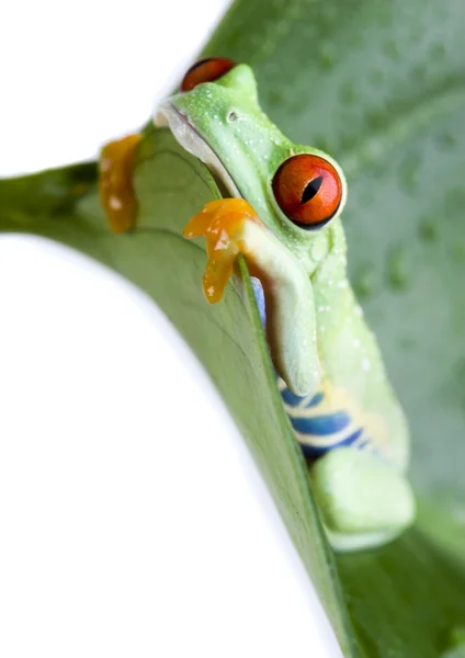 Grenouille aux yeux rouges — Photo