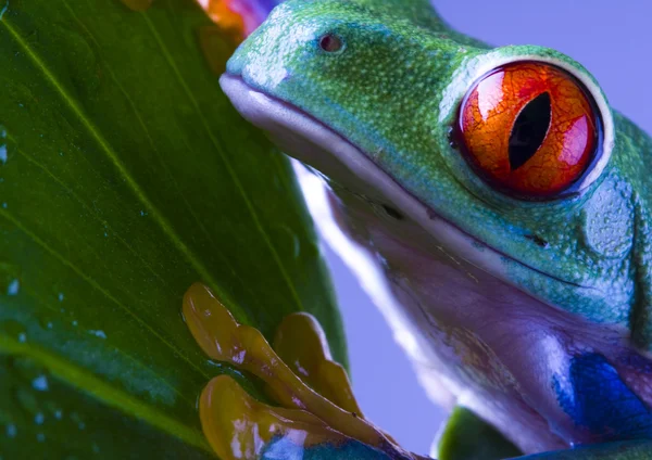 Red-eyed frog — Stock Photo, Image