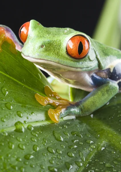 Червоні очі жаба — стокове фото