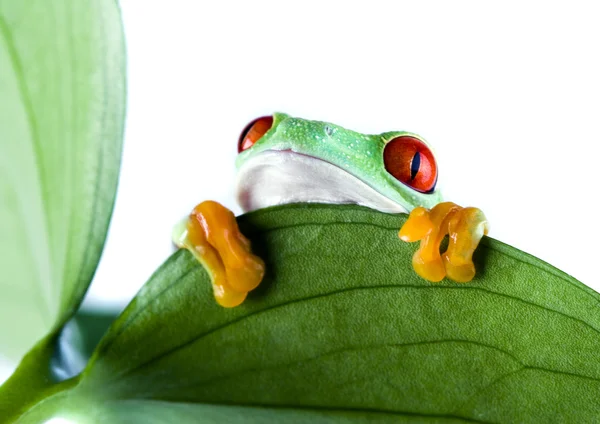 Rödögd frog — Stockfoto