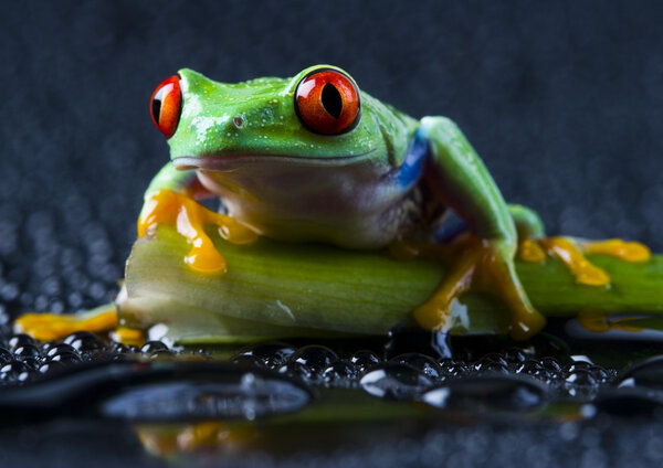 Red-eyed frog
