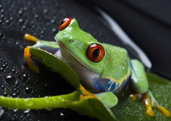 Oczobarwnica żaba — Zdjęcie stockowe