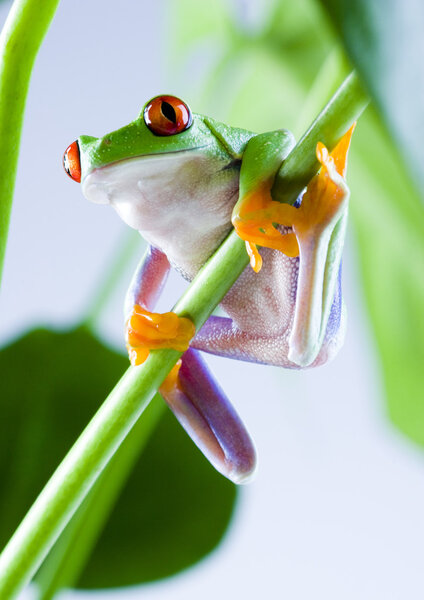 Красноглазая лягушка
