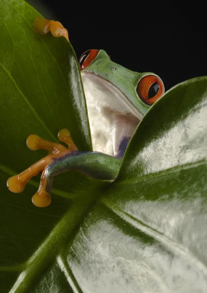 Red-eyed frog — Stock Photo, Image