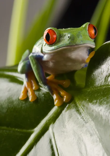 Red-eyed frog — Stock Photo, Image