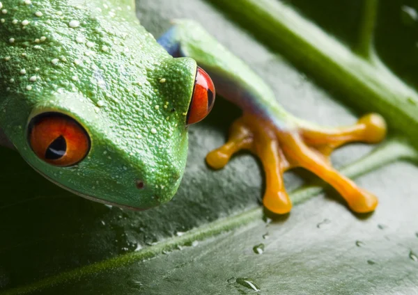 Grenouille aux yeux rouges — Photo