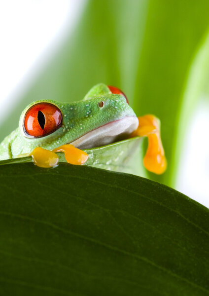 Red-eyed frog