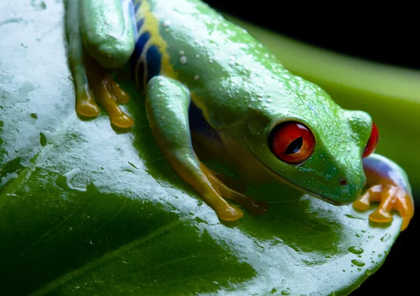 Grenouille aux yeux rouges — Photo