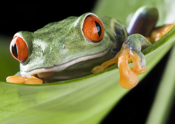 Red-eyed frog