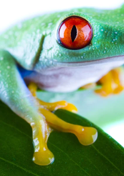 Red-eyed frog — Stock Photo, Image