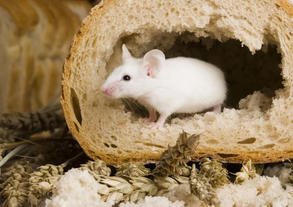 Миша в хлібі — стокове фото
