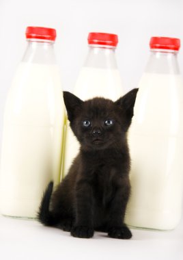 Cat & Milk clipart