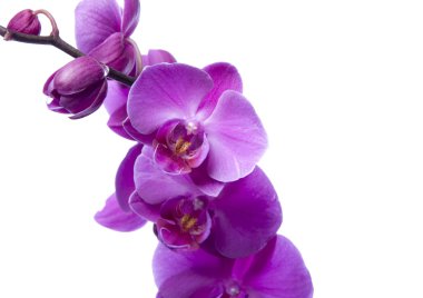 Orkide