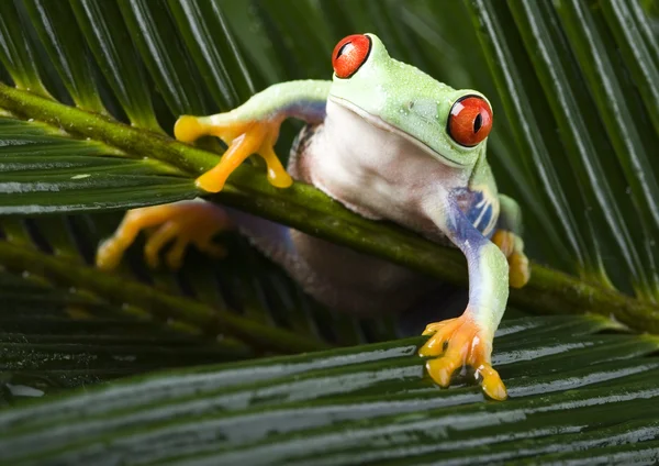 Frosch auf Ast — Stockfoto