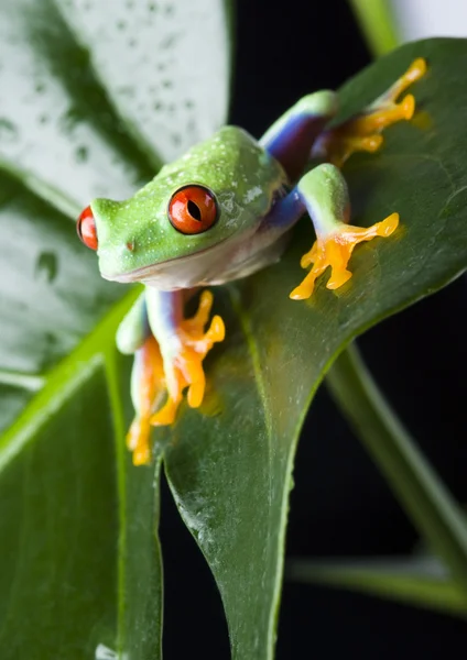 Frog on branch — Stock Photo, Image