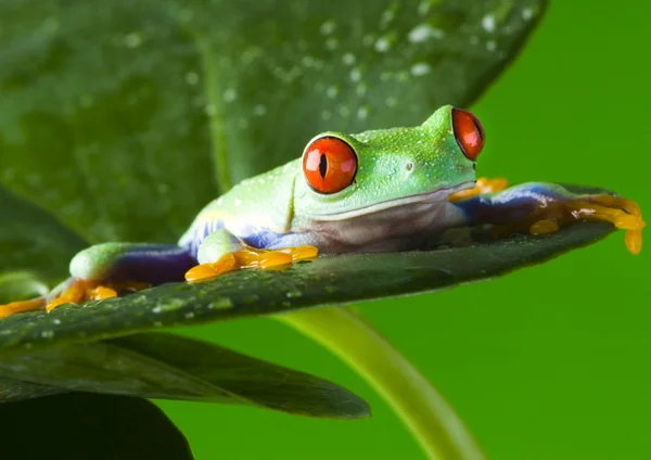 Frog on branch — Stock Photo, Image