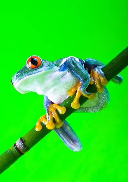 Frog on green background — Stock Photo, Image