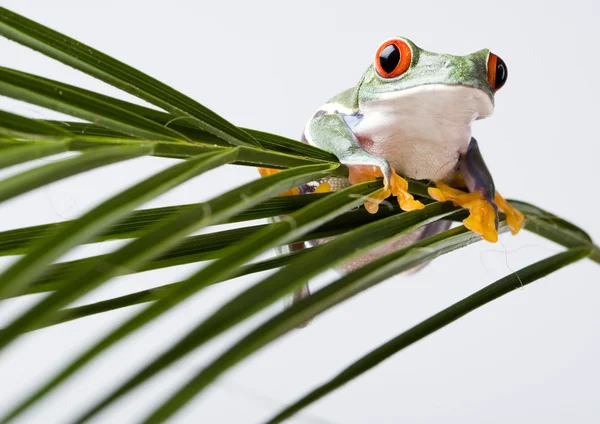 Frog on branch — Stock Photo, Image