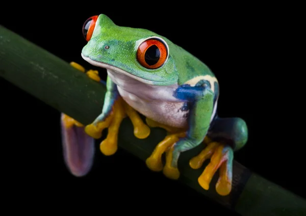 Frog op tak — Stockfoto