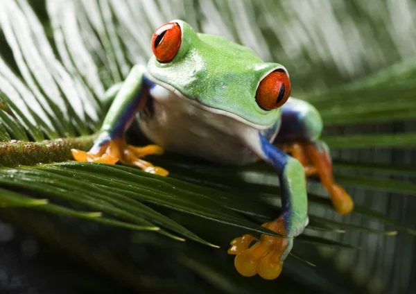 Frog op tak — Stockfoto