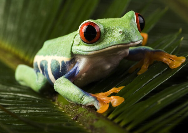 Frog on branch