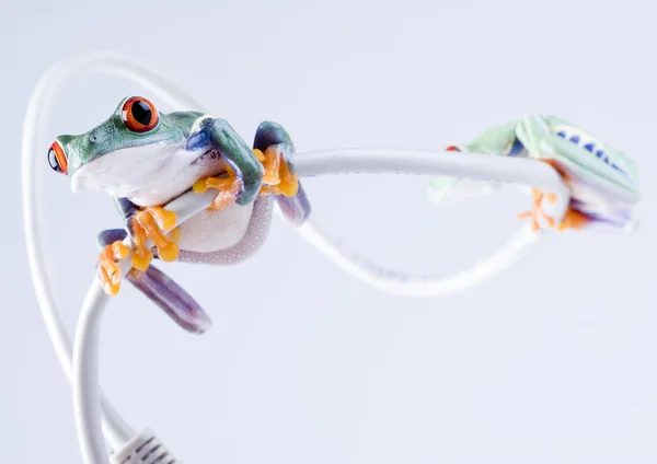 Żaby na internet kablowy — Zdjęcie stockowe