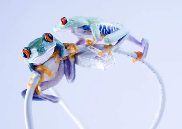 Żaby na internet kablowy — Zdjęcie stockowe