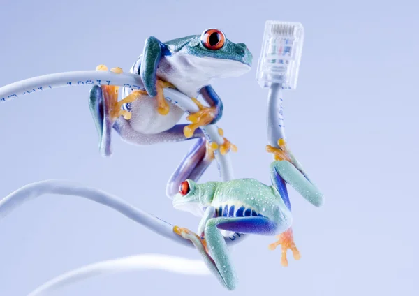Frogs on cable Internet — Stock Photo, Image