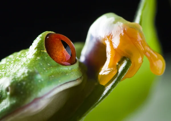 Frog on branch — Stock Photo, Image