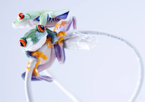 Frogs on cable Internet — Stock Photo, Image