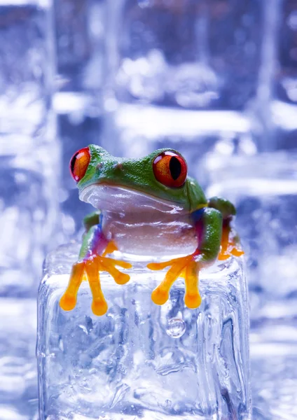 Frog with ice cubes — Stock Photo, Image