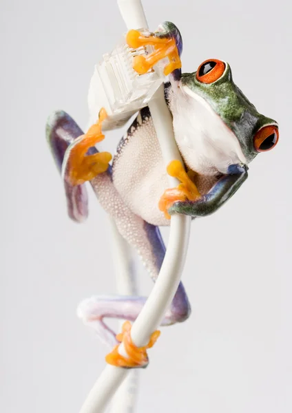 Frog on cable Internet — Stock Photo, Image