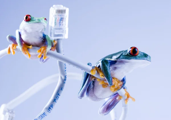 Frogs on cable Internet — Stock Photo, Image