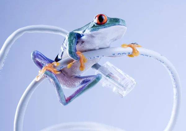 Żaba na internet kablowy — Zdjęcie stockowe