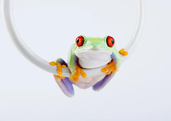 Frog on cable Internet — Stock Photo, Image