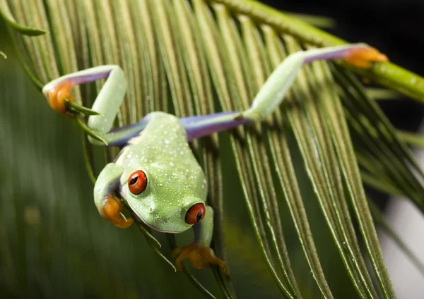 Frog on branch — Stock Photo, Image