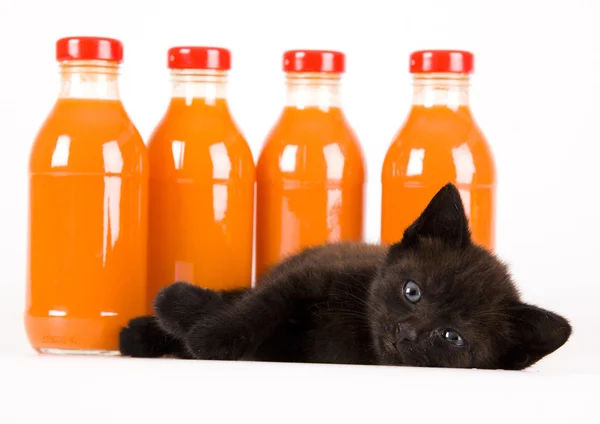 Cat & Orange drink — Stock Photo, Image