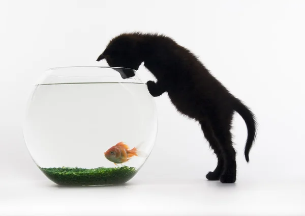 Schwarze Katze & Goldfisch — Stockfoto