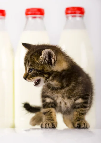 Cat & Milk — Stock Photo, Image