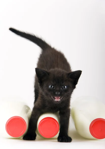 Cat & Milk — Stock Photo, Image