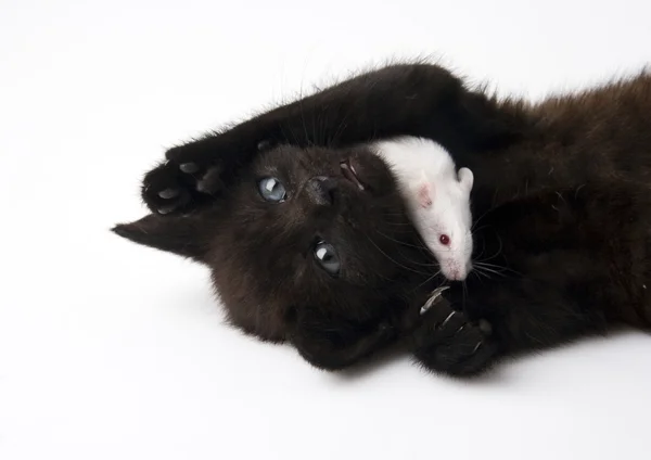 Schwarze Katze & weiße Maus — Stockfoto