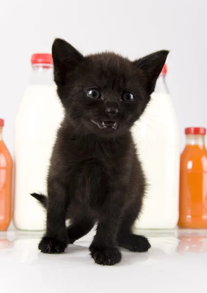 Cat & Orange drink & Milk — Stock Photo, Image