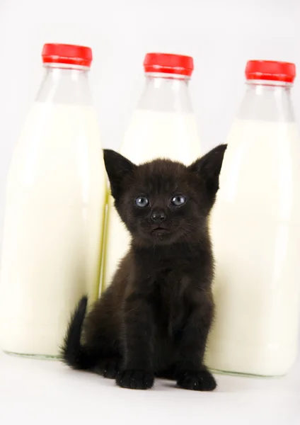 Cat & Milk — Stock Photo, Image