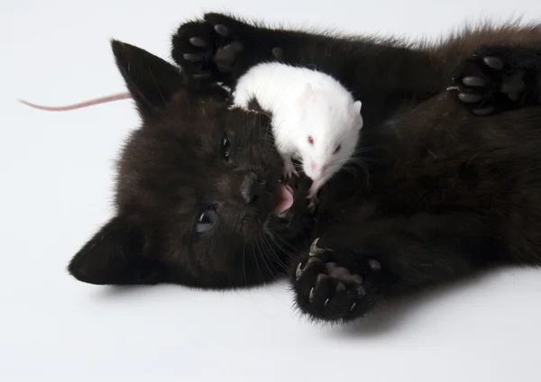 Schwarze Katze & weiße Maus — Stockfoto