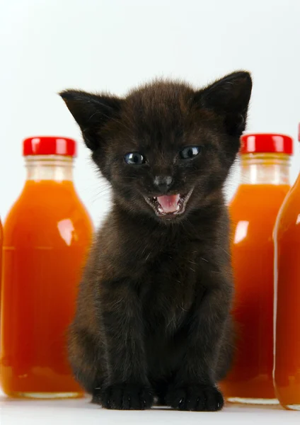 Cat & Orange drink — Stock Photo, Image