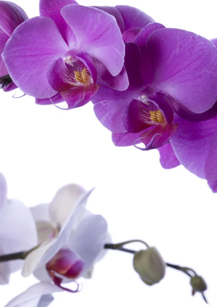 Orchideeën — Stockfoto